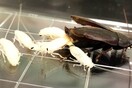 Επιστήμονες ανακάλυψαν πως ένα σπάνιο είδος κατσαρίδας παράγει υψηλής διατροφικής σημασίας γάλα για τα μικρά του