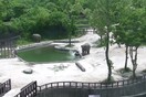 Η στιγμή του πανικού και η διάσωση ενός μικρού ελέφαντα που έπεσε σε λίμνη ζωολογικού κήπου