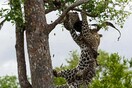 Η σπάνια καταγραφή του κανιβαλισμού των λεοπαρδάλεων