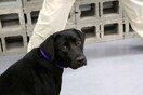 Η CIA «απέλυσε» έναν σκύλο επειδή αντί να εντοπίζει εκρηκτικά και βόμβες προτιμούσε το παιχνίδι