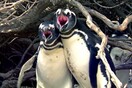 To βίντεο με τους πιγκουίνους που σόκαρε το ίντερνετ - Όταν ένας αρσενικός βρίσκει το ταίρι του με άλλο σύντροφο