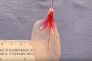 Πώς ένα φύλλο σπανάκι μπορεί να μετατραπεί σε μία παλλόμενη καρδιά;