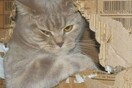 Αll cats are bastards