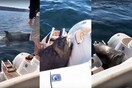 H απίστευτη φώκια που πήδηξε στη βάρκα ανθρώπων για να γλιτώσει από φάλαινες δολοφόνους