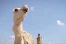 Γάλα καμήλας: η νέα σούπερ τροφή
