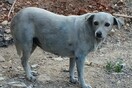 Άγνωστοι έβαψαν με μπλε μπογιά σκυλίτσα στην Κρήτη - ΦΩΤΟΓΡΑΦΙΕΣ