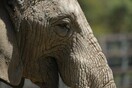 Ελευθερώστε τη Λάμι: Καμπάνια για τη μοναχική ελεφαντίνα στο Γιοχάνεσμπουργκ