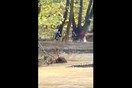 Η διάσωση του 27χρονου αγνοούμενου στο Μαντούδι - Το βίντεο της Πυροσβεστικής