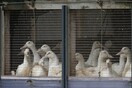 Ολλανδία: Οι αρχές θανάτωσαν 190.000 πάπιες εξαιτίας της γρίπης των πτηνών