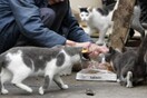 Αντιδράσεις για τη φυλάκιση ηλικιωμένης που καταδικάστηκε επειδή τάιζε γάτες στη γειτονιά