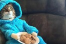 Γάτα με μπισκότα έστειλε σε μέιλ η πρεσβεία των ΗΠΑ στην Αυστραλία