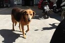 Πέθανε ο «Χάτσικο» της Κρήτης - O πιστός σκύλος που συγκίνησε το Πανελλήνιο