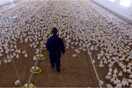 Πείθοντας κάποιον να πάψει να τρώει κρέας με έναν μάλλον αμφιλεγόμενο τρόπο