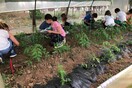 Κλείνει λόγω εφορίας λαχανόκηπος που έφτιαξαν μαθητές Δημοτικού σχολείου