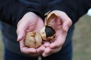 Μαύρο σκόρδο - Ένα superfood με οφέλη για τον οργανισμό που πλέον έφτασε και στην Ελλάδα