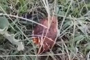 Παιδί 20 μηνών έπαιζε με χειροβομβίδα σε παραλία της Πάτρας (BINTEO)