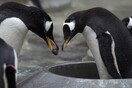 Δύο αρσενικοί πιγκουίνοι ετοιμάζονται να γίνουν γονείς - Έφτιαξαν φωλιά και επωάζουν αυγό
