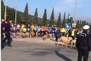 Το επικό βίντεο με το κοπάδι προβάτων και τον τσοπάνη στον Μαραθώνιο
