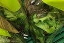 Η ΑΒ Βασιλόπουλος απαντά για τον βάτραχο που βρέθηκε μέσα σε συσκευασμένη σαλάτα