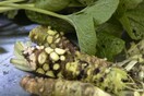 Το wasabi που τρώμε δεν είναι αληθινό