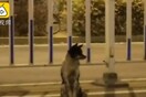 Αυτός ο σκύλος στέκεται εδώ και 80 ημέρες στο σημείο που σκοτώθηκε η ιδιοκτήτριά του