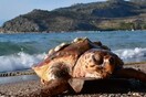 Νεκρή θαλάσσια χελώνα σε παραλία του Ναυπλίου (BINTEO)