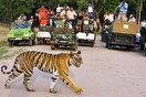 Ο απίστευτος λόγος που θέλουν να αιχμαλωτίσουν ανθρωποφάγο τίγρη με άρωμα Calvin Klein