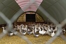 Αυστρία: Νέες αυστηρότερες οδηγίες προς τους αγρότες για την γρίπη των πτηνών
