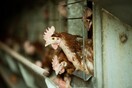 Σε συναγερμό ο Παγκόσμιος Οργανισμός Υγείας για τη γρίπη των πτηνών