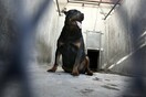 Γαλλία: Παιδί 14 μηνών σκοτώθηκε από επίθεση ροτβάιλερ, που ανήκε στην οικογένειά της