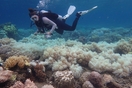 Αυστραλία: Τα κοράλλια που επέζησαν από την καταστροφική λεύκανση έγιναν πιο ανθεκτικά