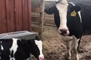 Η αγελάδα που δραπέτευσε από το σφαγείο γέννησε λίγο μετά το μοσχαράκι της