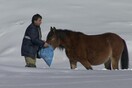 Η ΕΜΑΚ διέσωσε 20 εγκλωβισμένα άλογα από τα χιονισμένα βουνά της Πίνδου