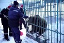 Αιχμάλωτη αρκούδα κατασπάραξε το χέρι γυναίκας που καυχήθηκε πως μπορεί να την ταΐσει