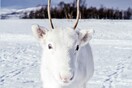 Ένας σπάνιος λευκός τάρανδος εντοπίστηκε στα βουνά της Νορβηγίας