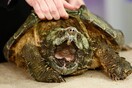 Δάσκαλος τάισε χελώνα με ζωντανό κουτάβι μπροστά σε μαθητές
