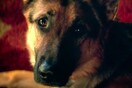 Ακυρώθηκε η πρεμιέρα της ταινίας «A Dog's Purpose» στη Αμερική μετά τις κατηγορίες για κακοποίηση σκύλου στα γυρίσματα