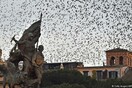 Διχάζεται η Ρώμη για τα γεράκια εναντίον πουλιών - Τι συμβαίνει κάθε χρόνο τέτοια εποχή