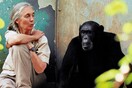 Η κορυφαία ανθρωπολόγος Jane Goodall έρχεται στην Ελλάδα για τρεις διαλέξεις