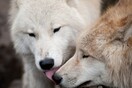 Ο Ορφέας και η Ευρυδίκη, δύο λύκοι από τη Σερβία που βρήκαν καταφύγιο στον Αρκτούρο