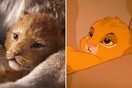 Το «Lion King» έσπασε το ίντερνετ - Δείτε το απόλυτο βίντεο με την σύγκριση των δύο τρέιλερ