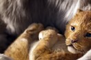 Η Disney έδωσε στη δημοσιότητα το τρέιλερ του νέου Lion King - ΒΙΝΤΕΟ