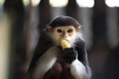 Σκότωσαν και έφαγαν σπάνιο είδος μαϊμούς σε ζωντανή μετάδοση στο Facebook