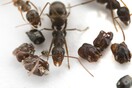 Τα μυρμήγκια που «διακοσμούν» τις φωλιές τους με τα κεφάλια των εχθρών τους