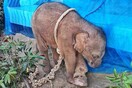 Κυνηγός έδεσε κι εγκατέλειψε μωρό ελέφαντα - Πέθανε από φρικτές πληγές