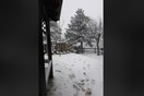 Στα λευκά η Πάρνηθα - Έκλεισε ο δρόμος προς το καταφύγιο Μπάφι
