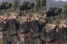 Οργή για το σοκαριστικό βίντεο με κυνηγόσκυλα που πέφτουν σε γκρεμό για να πιάσουν ελάφι