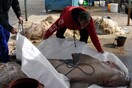 Θα γίνει έρευνα για το πώς βρέθηκε ο καρχαρίας στα δίχτυα ψαρά στη Νέα Κίο