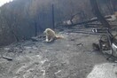 Σκύλος έμεινε φύλακας στα ερείπια του σπιτιού του αφεντικού του για έναν ολόκληρο μήνα