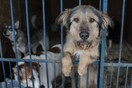 Απόφαση σταθμός στην Καλιφόρνια - Μόνο ζώα από καταφύγια θα πωλούνται στα pet shops